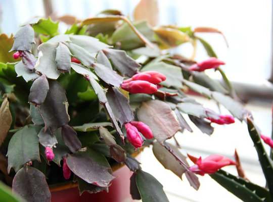 7 household plants that clean the air of harmful toxins-christmas-cactus