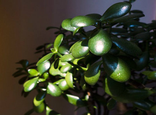 7 household plants that clean the air of harmful toxins-jade-plant