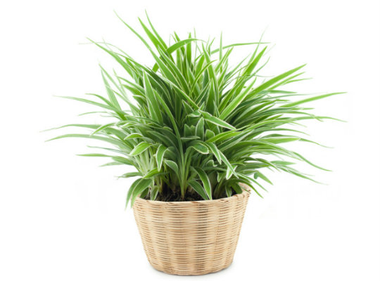 7 household plants that clean the air of harmful toxins-spider plant